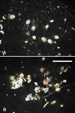 Эффективность препарата имидаклоприд 10% / моксидектин 1% для точечного введения (Advocate®) в профилактике и лечении кошачьего аулуростронгилоза