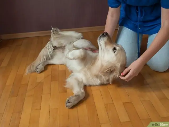 Забрюшинная лимфатическая мальформация у собаки