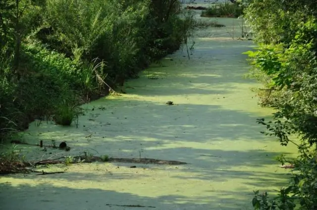 Европейские митохондриальные гаплогруппы прогнозируют связанные с печенью исходы у пациентов, коинфицированных ВИЧ и ВГС: ретроспективное исследование