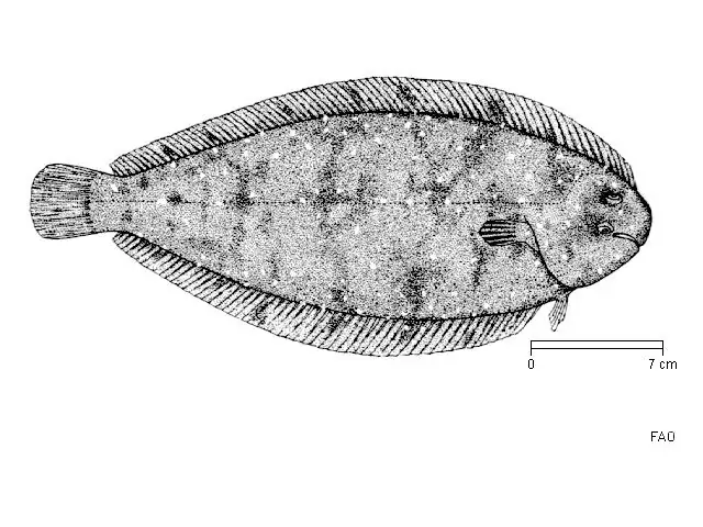 Данные о слиянии Робертсона в Solea Senegalensis (Kaup, 1858), выявленные с помощью зоо-FISH и сравнительного анализа генома