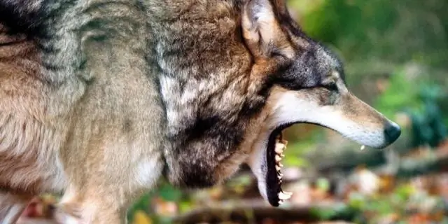 Сравнительные тематические исследования по внедрению интегрированной помощи со всего мира: поиск действий