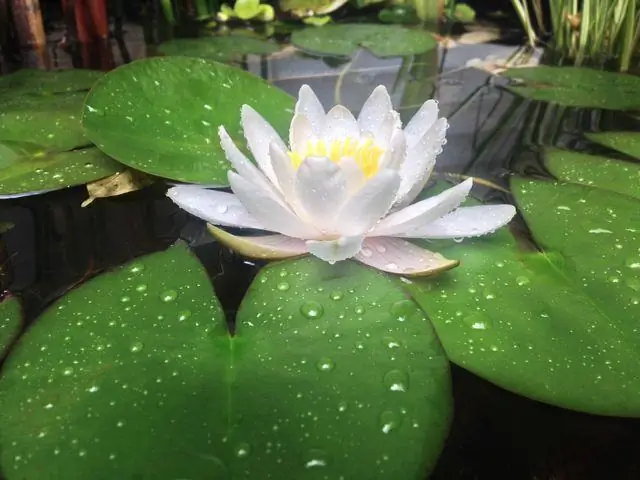 Когнитивная терапия на основе осознанности и когнитивно-поведенческая терапия при хронической боли при рассеянном склерозе: протокол рандомизированного контролируемого исследования