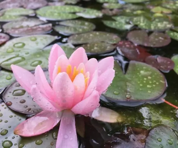 Усовершенствованный метод конструирования библиотеки разложения, подходящий для секвенирования на платформе Illumina