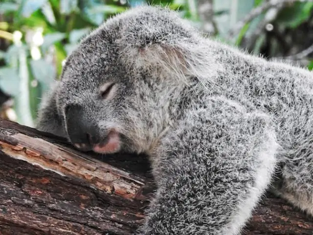 Связь между сном и ожирением среди студентов колледжей США и Южной Кореи