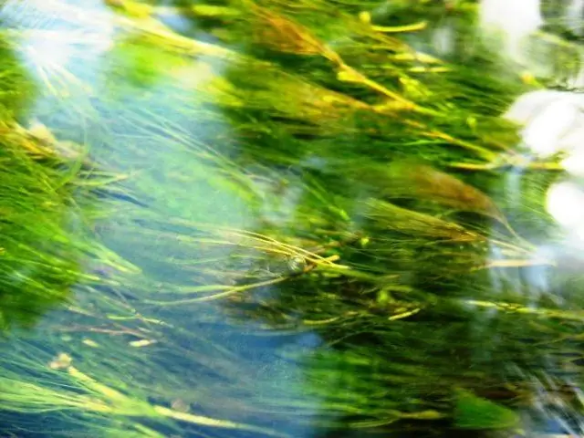 Использование биомассы водных растений в результате удаления сорняков в биогазовых процессах - экономически целесообразный вариант?