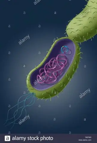 Первичная резистентность к антибиотикам и связанные с ними механизмы у изолятов Helicobacter Pylori у сенегальских пациентов