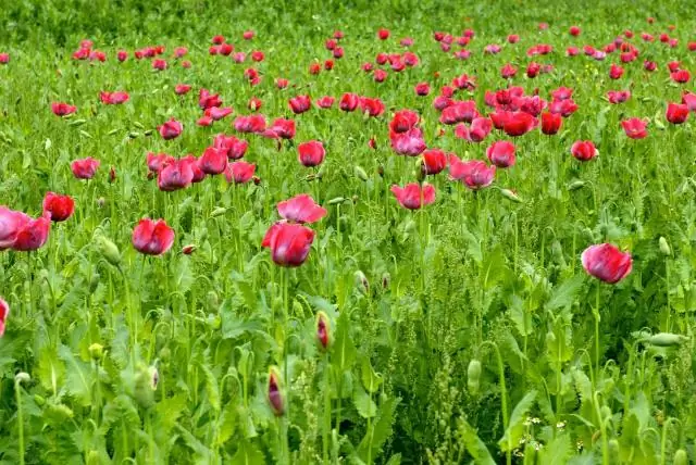 Ацетилирование: новый ключ к раскрытию роли тау в нейродегенерации