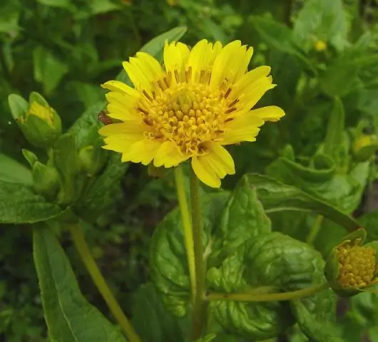 Определение специфической для города важной бактериальной сигнатуры для данных микробиома заражения MetaSUB CAMDA