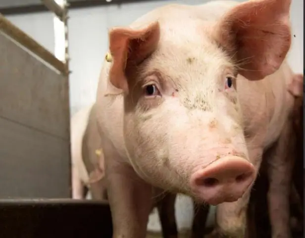 РНК-интерференция против полоподобной киназы-1 при запущенных немелкоклеточных раках легких