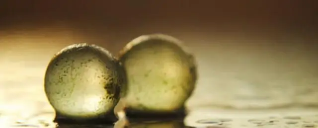 Азооспермия у кроликов после внутривенного введения Vasalgel ™