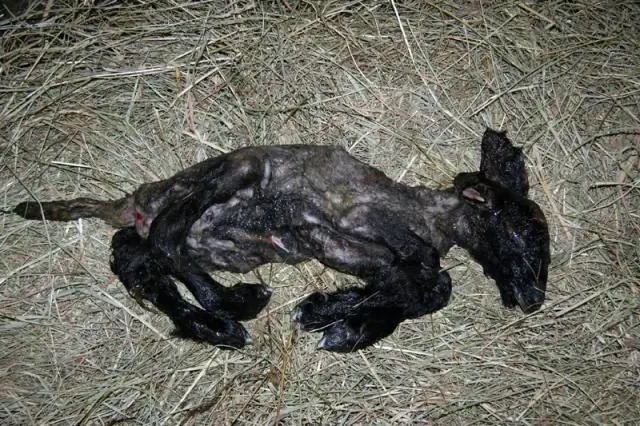 Вирус Шмалленберга: экспериментальная инфекция у коз и баксов