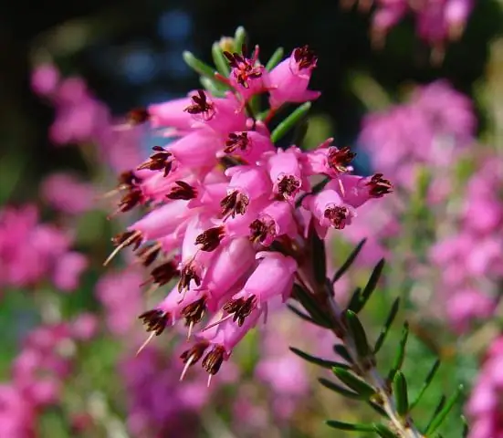 Выявление подгрупп высокого риска для МСМ: анализ скрытого класса с использованием двух выборок