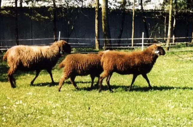 Генетическая характеристика клинического фенотипа Stargardt у пациентов из Южной Индии с использованием метода Сэнгера и целевого секвенирования