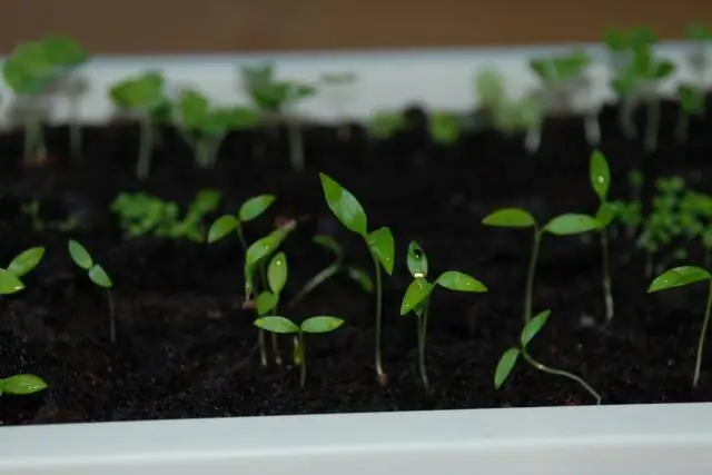Влияние температуры на систему Bulinus Globosus - Schistosoma Haematobium