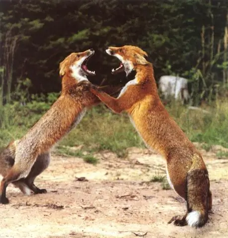 Межвидовая гибридизация у морских коньков: искусственно полученное гибридное потомство Hippocampus Kuda и Hippocampus Reidi