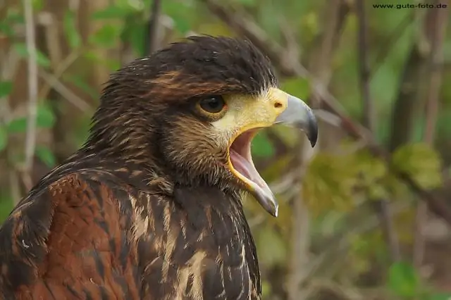 Полиморфизм Rs547984 на хромосоме человека 1q43 не связан с первичной открытоугольной глаукомой в саудовской когорте