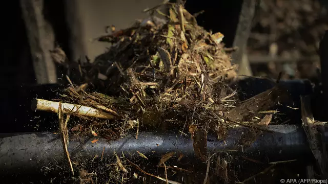 Изучение изменчивости биомассы растений рода Elodea из реки в Германии в течение двух гидрологических лет для исследования их пригодности для производства биогаза