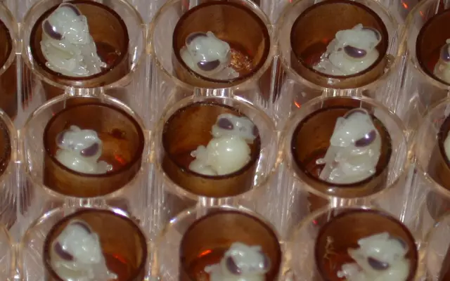 Оценка влияния стрессорных факторов томата Pseudomonas Syringae Pathovar на эффективность многолокусного анализа тандемных повторов с переменным числом и многолокусной типизации по