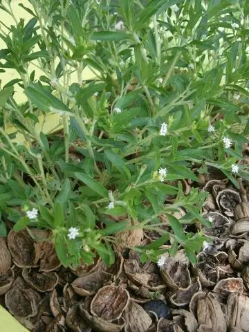 Исследования вспышек