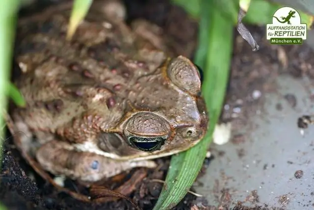 Рептилии и амфибии - Здоровые домашние животные, здоровые люди