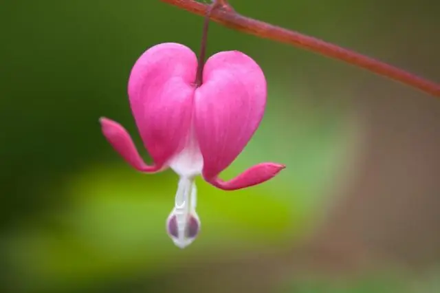 Понимание Крымско-Конго геморрагической лихорадки в Казахстане - Одно здоровье