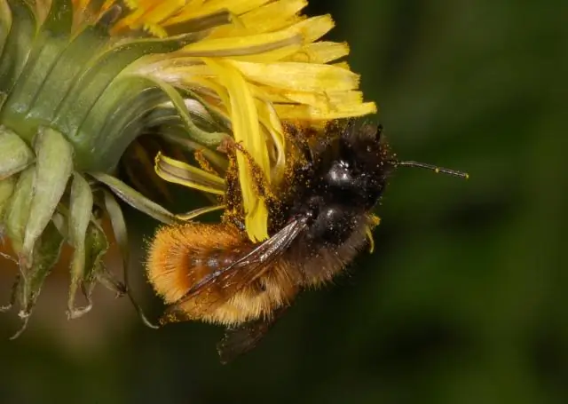 Информация для общественного здравоохранения и медицинских работников - Баламутия - Паразиты