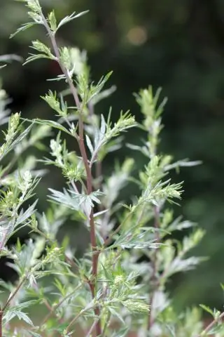 Клинические особенности - Баламутия - Паразиты