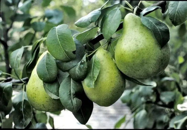 Сводка новостей MMWR за 10 апреля года