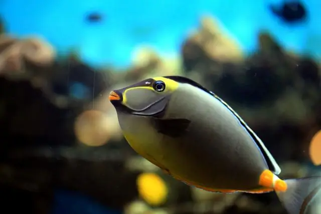 Дополнительная информация - молниеносный