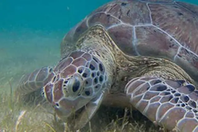 Профилактика и контроль - Вредные водорослевые цветы