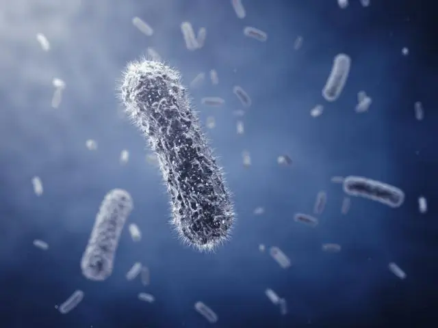 Болезнь легионеров Диагностика, лечение - Legionella