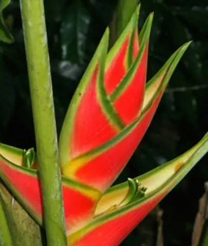 Лечение туберкулеза у детей