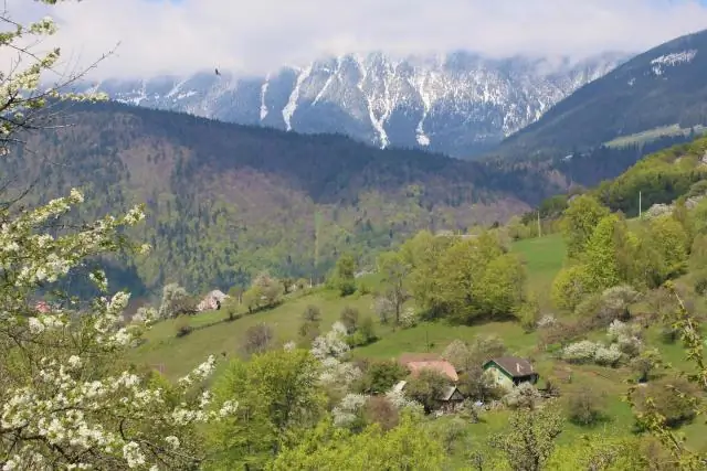 Спасают ли волки осины Йеллоустона от лосей?