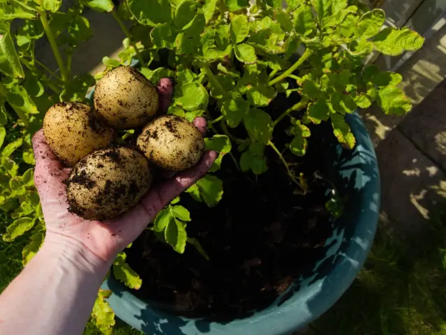 Питание: сладкое растение растет против сахара