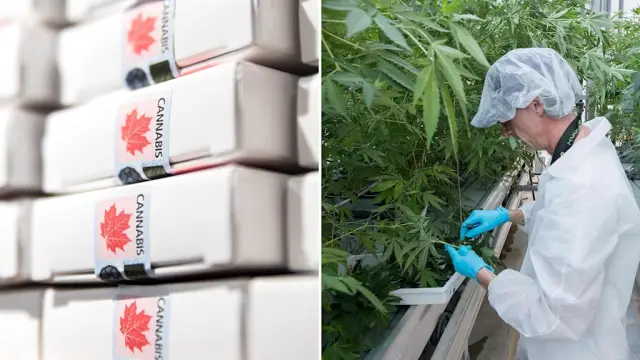 Выращивание каннабиса в домашних условиях разрешено больным рассеянным склерозом?
