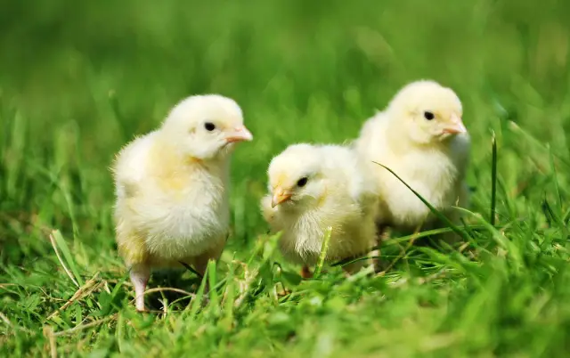 Снижение младенческой смертности