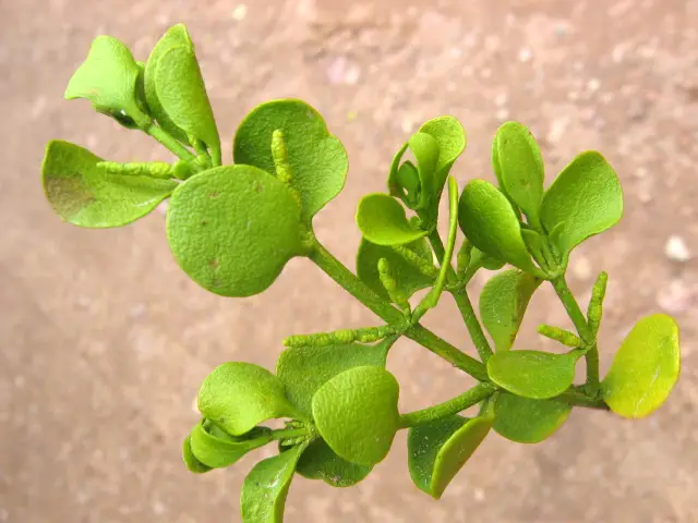 Тропические фрукты могут убить рак за считанные минуты